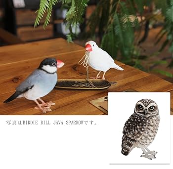 銀製 フクロウと女性の彫刻コイン FDC1510So.jpg?fit=1024,768&ssl=1
